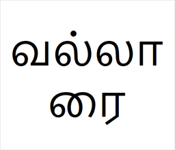 [வல்லாரை] Vallarai sapling