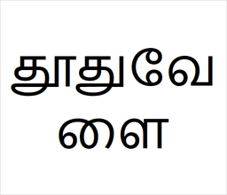 [தூதுவேளை] Thodhu valai sapling