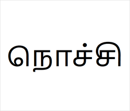 [நொச்சி] Nochi sapling